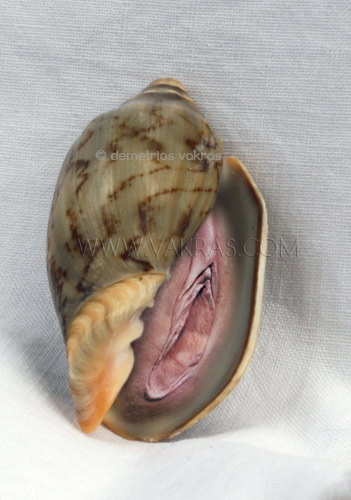 lavia in a seashell